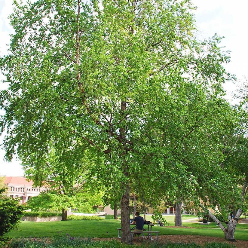 River Birch Betula nigra Bareroot Tree 12–18" Tall for Zones 4–9