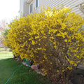 Forsythia Bush Bare Root 10–12" | 1–2 Years Old | Early Spring Yellow Flowers