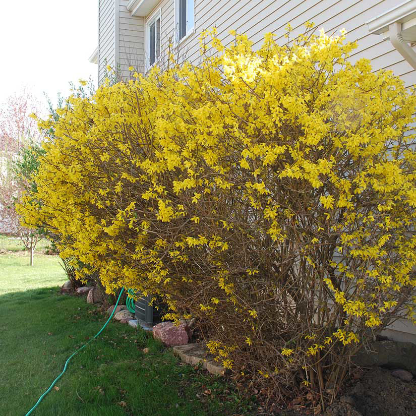 Forsythia Bush Bare Root 10–12" | 1–2 Years Old | Early Spring Yellow Flowers