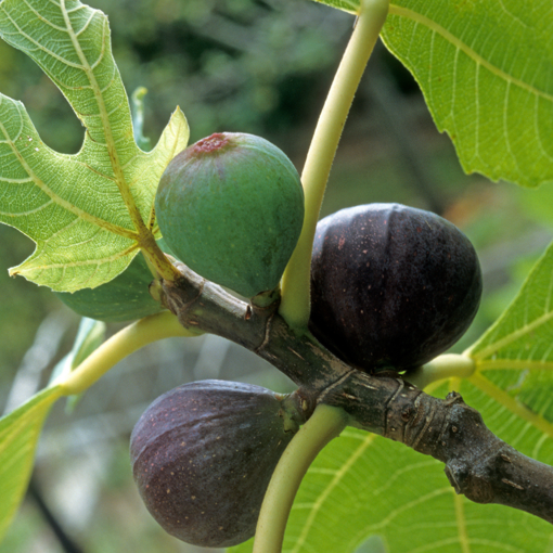 Beer’s Black Dwarf Fig Tree (Ficus carica) – Bare Root Starter, Self-Fertile, Dwarf Fig, 3–6 ft