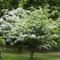 White Kousa Dogwood Tree Cuttings (Unrooted) – 3 Fresh Cuttings, Cornus kousa
