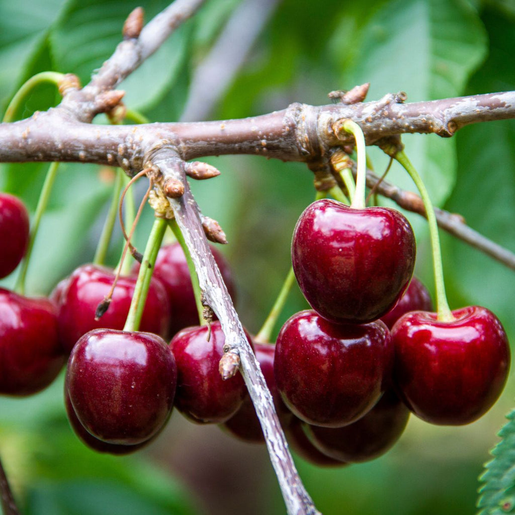 Lapins Cherry Tree - 3 ft Semi-Dwarf, Bare Root, Self-Pollinating, High Yield, Cold Hardy