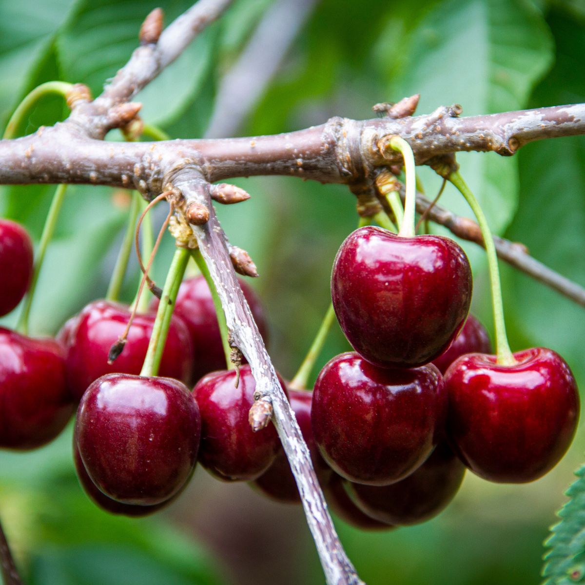 Lapins Cherry Tree - 3 ft Semi-Dwarf, Bare Root, Self-Pollinating, High Yield, Cold Hardy