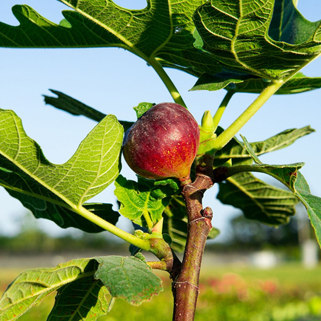 Chicago Hardy Fig Tree (Ficus carica) - Live, Self-Fertile, Cold-Hardy, Container or Ground Plant