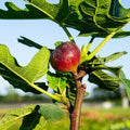 Chicago Hardy Fig Tree (Ficus carica) - Live, Self-Fertile, Cold-Hardy, Container or Ground Plant