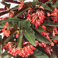 Angel Wing Begonia Torch Red - Live Rooted Starter Plant, Easy Care Indoor Plant with Red Flowers