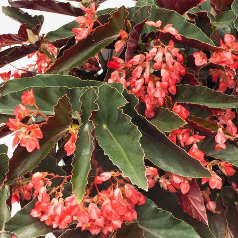 Angel Wing Begonia Torch Red - Live Rooted Starter Plant, Easy Care Indoor Plant with Red Flowers