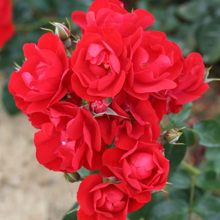 Eternity Red Rose Cuttings (3 Unrooted) – Rosa 'Eternity Red' for Rooting & Grafting