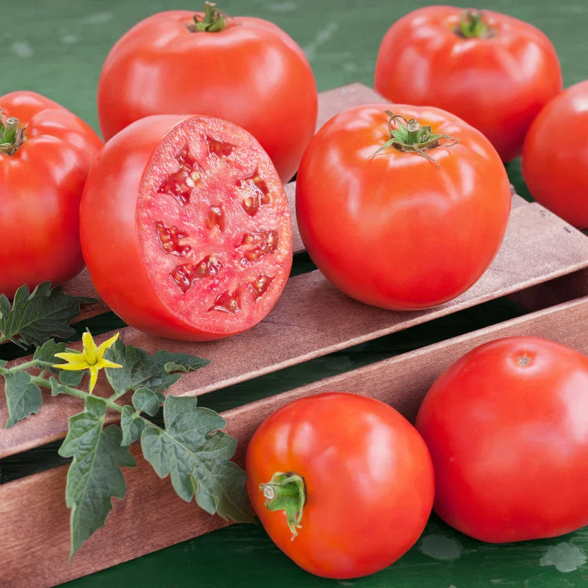 Goliath Tomato Live Plants (2) - Solanum lycopersicum | 6–10" Large Red Slicer, Heirloom, Disease-Resistant