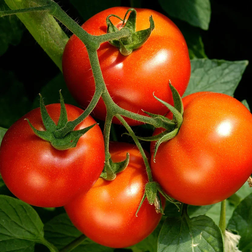 Celebrity Tomato Live Plants (2-pack) - Solanum lycopersicum, 6–10" - Disease-Resistant For Slicing & Cooking