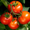 Celebrity Tomato Live Plants (2-pack) - Solanum lycopersicum, 6–10" - Disease-Resistant For Slicing & Cooking