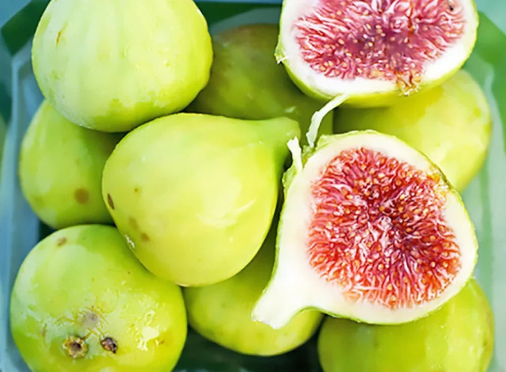 Strawberry Verte Fig Cutting (Ficus carica) – 6–8 inch Unrooted Cutting for Rooting or Grafting