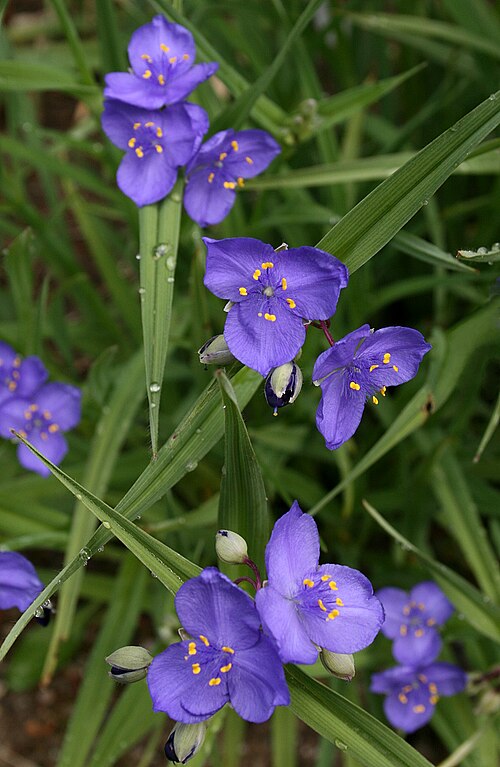 Tradescantia occidentalis Seeds | Western Spiderwort - 100 Non-GMO Seeds for Native Gardens