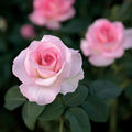 Pink Promise Rose Cuttings (3) – Rosa ‘Pink Promise’ Unrooted Cuttings for Rooting or Grafting