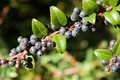Dusk Huckleberry Seeds - Vaccinium membranaceum - 125, 300, or 500 Seeds