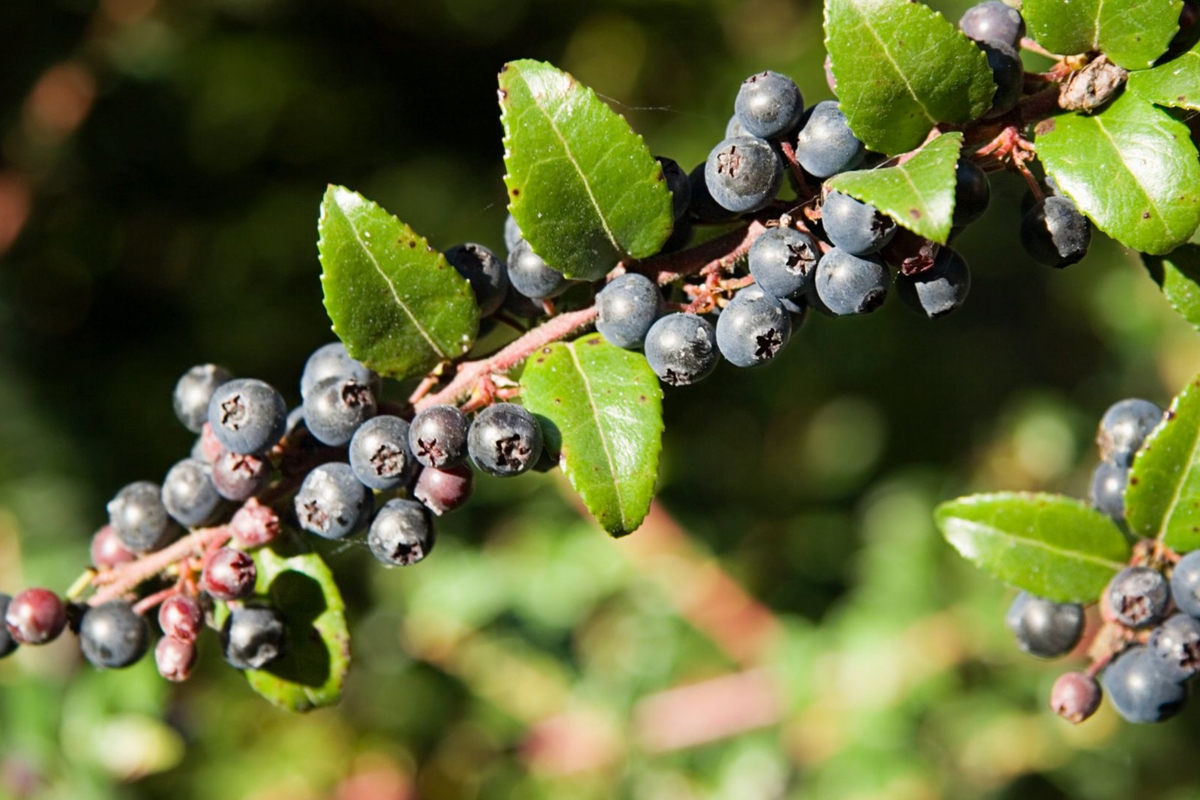 Dusk Huckleberry Seeds - Vaccinium membranaceum - 125, 300, or 500 Seeds