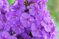 Phlox Seeds - 125 Count - Purple Beauty Phlox paniculata (Annual) - Purple Seeds