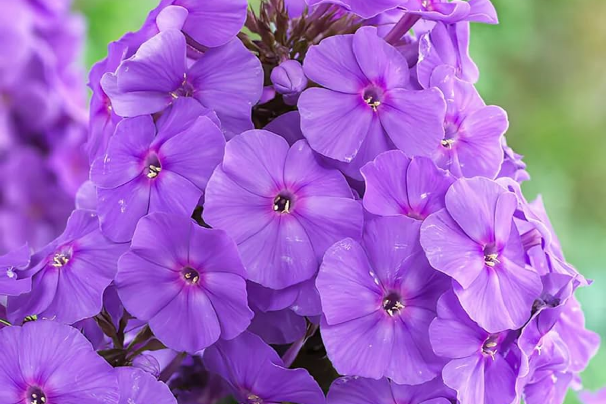 Phlox Seeds - 125 Count - Purple Beauty Phlox paniculata (Annual) - Purple Seeds