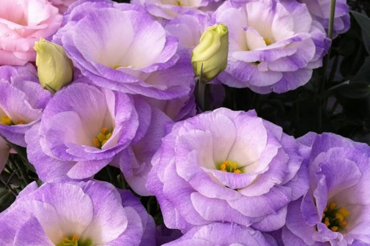 Lisianthus Seeds - 250 Non-GMO Heirloom Eustoma grandiflorum Seeds