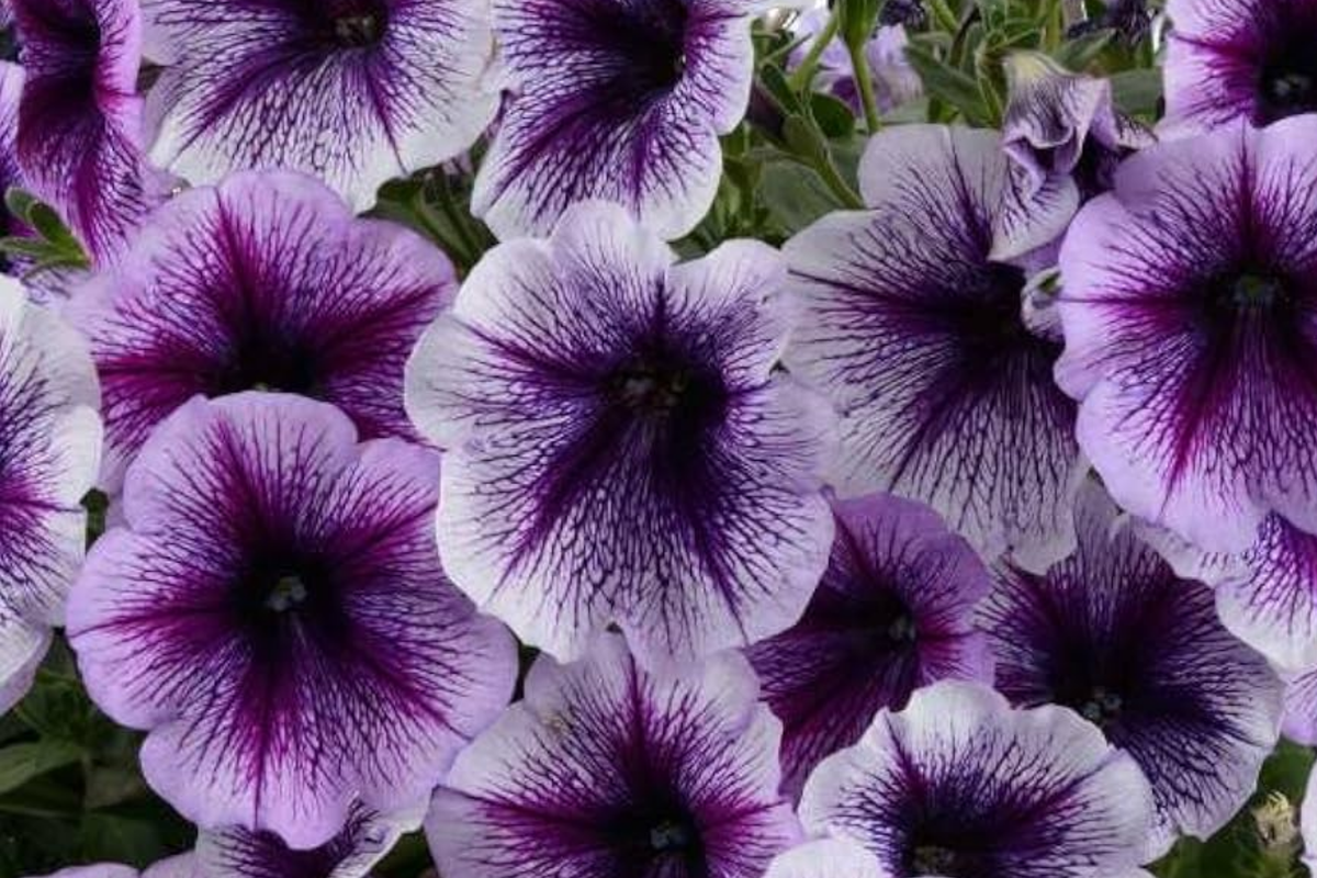 Raspberry Reverie Petunia Seeds - 1000+ Count - Petunia x hybrida (Annual/Perennial in Zones 9-11)