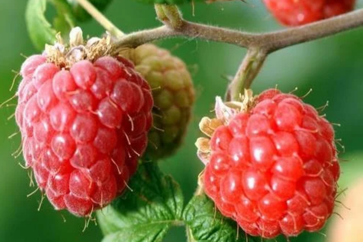 Rove Raspberry Seeds - Rubus idaeus, Non-GMO Bulk Seeds (125/300/750)