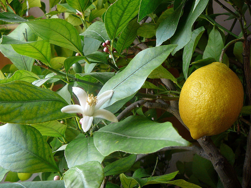 Italian Lemon Tree Cuttings (Citrus limon) 6–8 in Unrooted for Rooting or Grafting