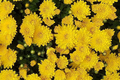 Mango Dream Mum Seeds - 200+ Chrysanthemum morifolium Seeds, Annual Flower