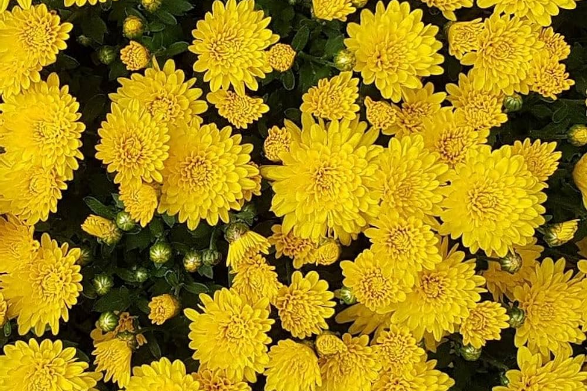 Mango Dream Mum Seeds - 200+ Chrysanthemum morifolium Seeds, Annual Flower