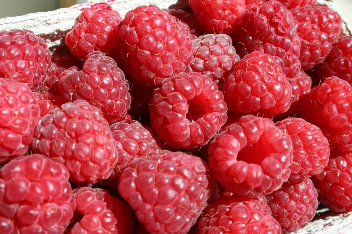 Starling Raspberry Seeds (Rubus idaeus) - Non-GMO, 125 Seeds