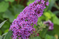 Butterfly Bush Seeds - Buddleia Davidii (250 Seeds) Fragrant Perennial