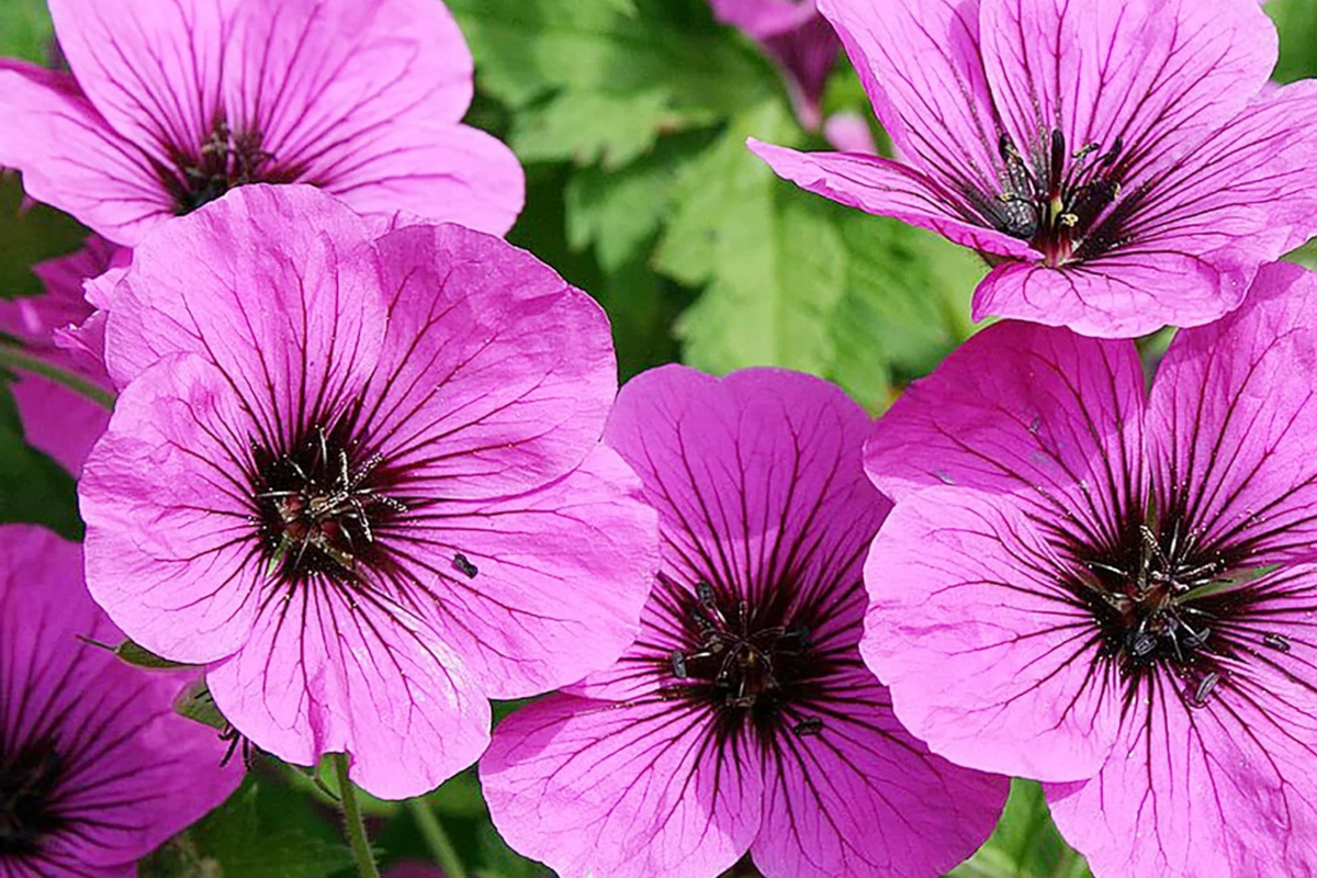 Fragrant Geranium Seeds Packet (Pelargonium spp.) - 100 Seeds