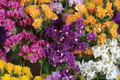 Statice Seeds Lavender (Limonium sinuatum) - 85 Non-GMO Seeds for Garden