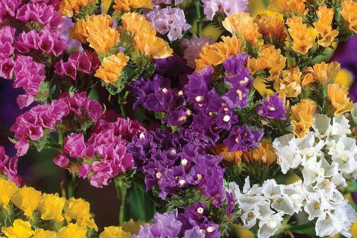 Statice Seeds Lavender (Limonium sinuatum) - 85 Non-GMO Seeds for Garden