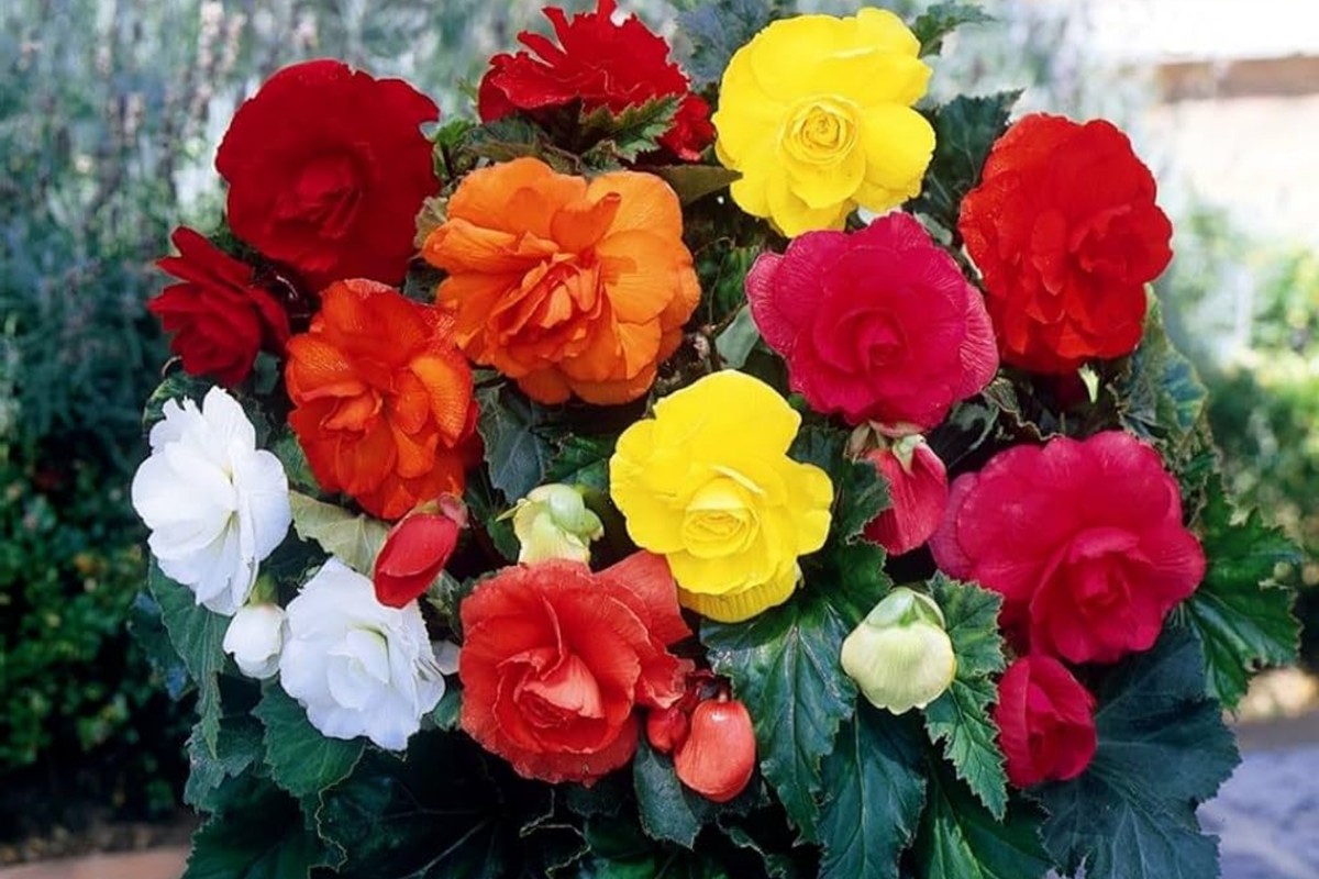 Fragrant Begonia Seeds Packet - 45 Seeds for Indoor/Outdoor Gardens