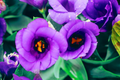 Lisianthus Seeds - Purple Odyssey (Eustoma grandiflorum) - 125-5000 Seeds - Non-GMO Heirloom