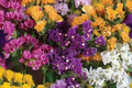 Statice Seeds Twilight Variety - Limonium sinuatum, 85 Seeds, Non-GMO