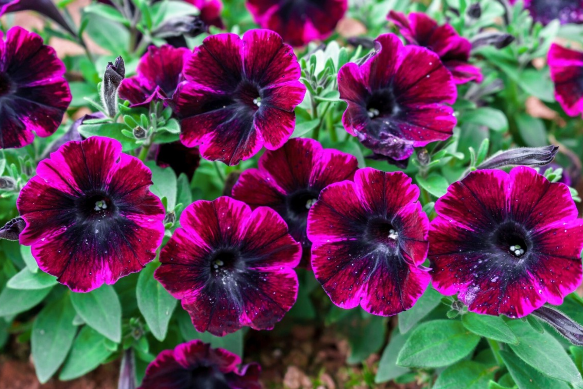 Petunia Seeds - 175 Count | Petunia hybrida - Annual/Perennial Flower Seeds