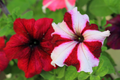 Petunia Seeds - 350+ Seeds for Colorful Annual Flowers | US Seller