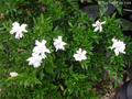 Frostproof Gardenia Live Plant 1 Gallon Pot – Gardenia jasminoides 'Frostproof'