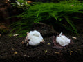 Anubias Barteri White Rose Bare Root Aquarium Plant - Low Light, Variegated