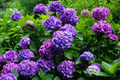 Deep Purple Hydrangea Seeds (Hydrangea macrophylla) – 85 or 250 Non-GMO Seeds
