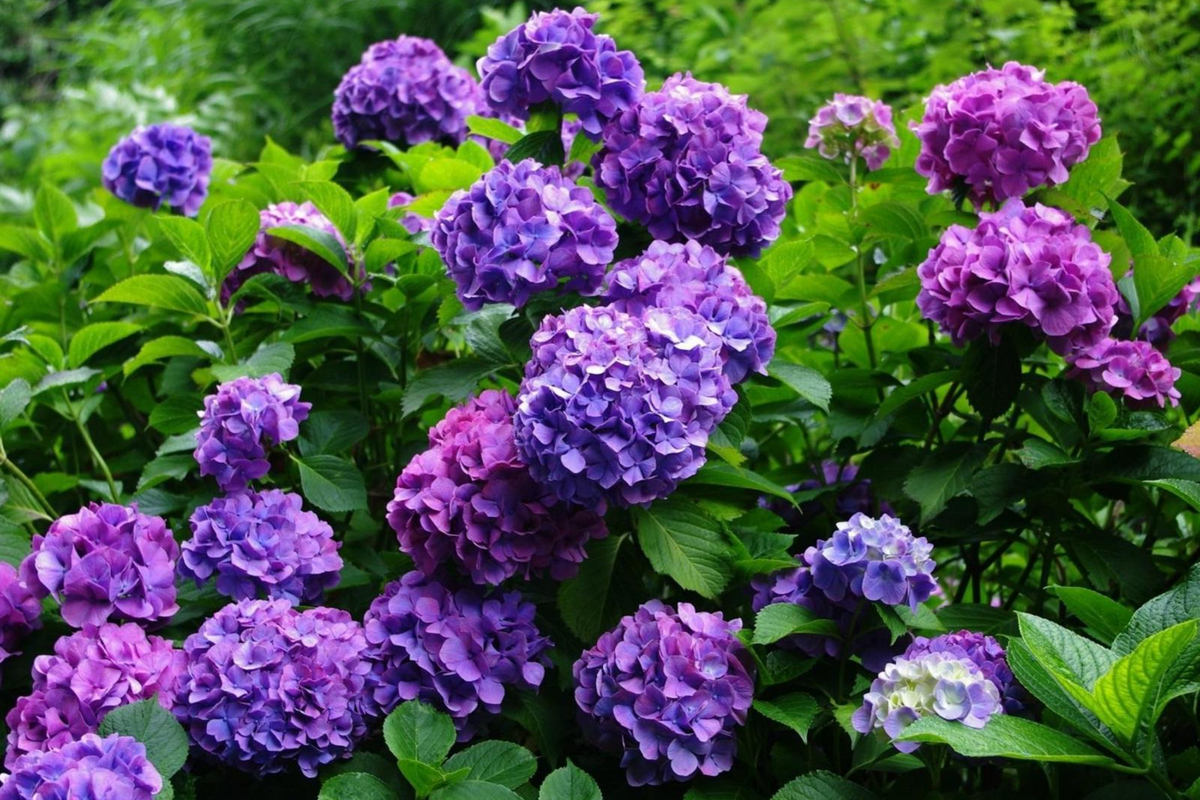 Deep Purple Hydrangea Seeds (Hydrangea macrophylla) – 85 or 250 Non-GMO Seeds