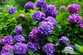 Royal Dream Hydrangea Seeds - Hydrangea macrophylla (85 or 250 Seeds) Non-GMO