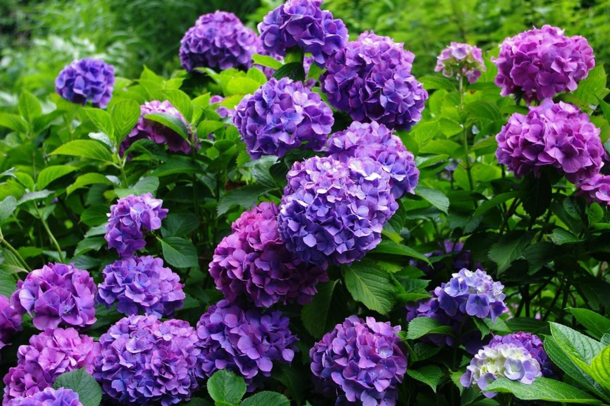 Royal Dream Hydrangea Seeds - Hydrangea macrophylla (85 or 250 Seeds) Non-GMO