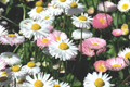 Daisy Seeds Bellis perennis - 125+ Seeds, Annual Flower