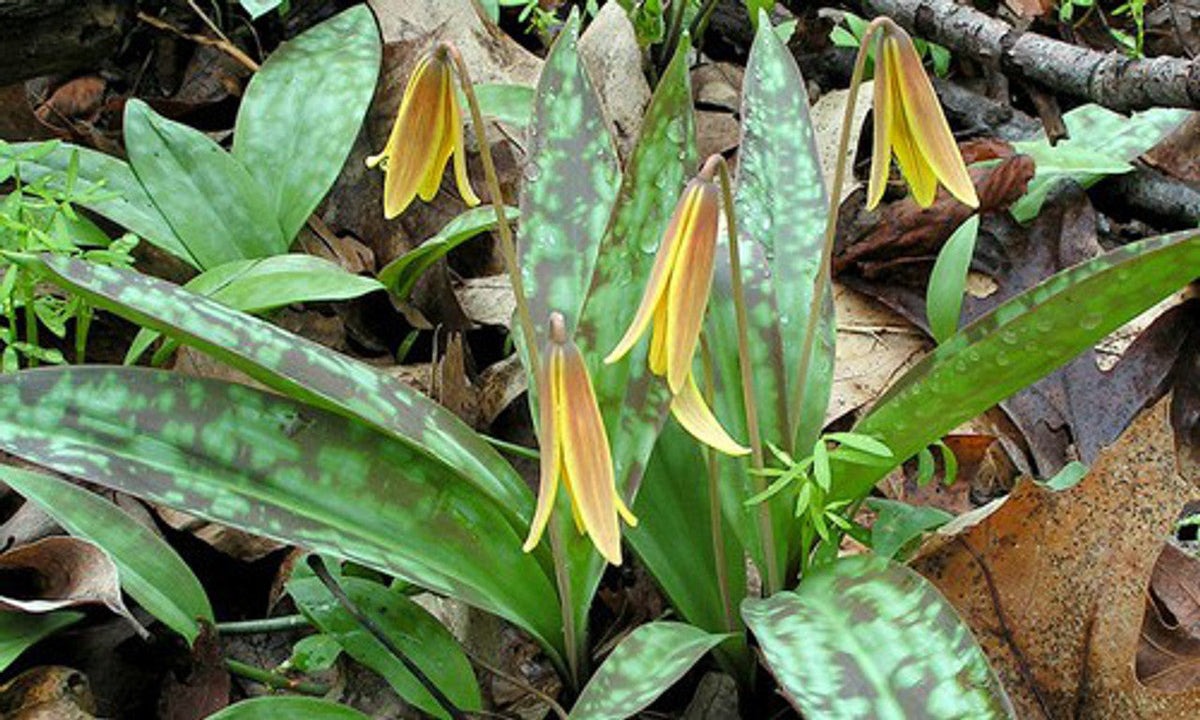 Trout Lily Bulbs (Erythronium americanum) - 5 Bare-Root Bulbs for Shade Garden