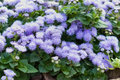 Ageratum Seeds Lavender Mist - 150 Count | Annual Flower Seeds