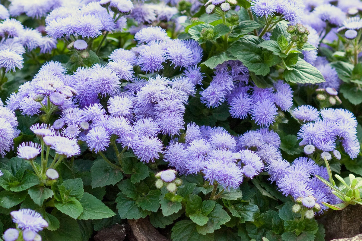 Ageratum Seeds Lavender Mist - 150 Count | Annual Flower Seeds