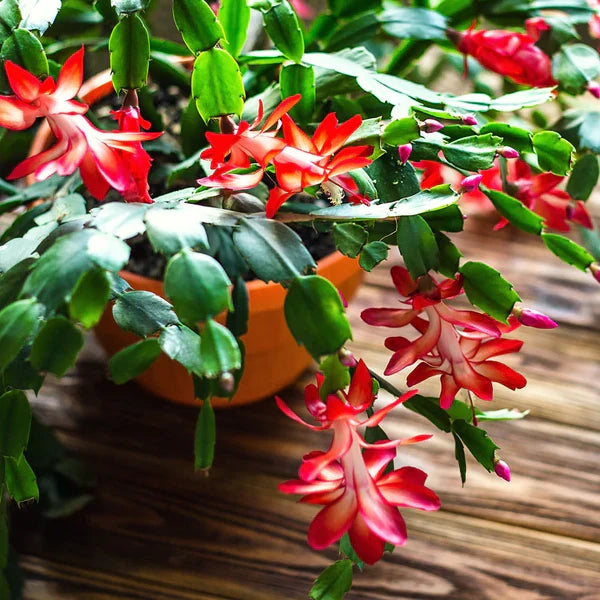Red Christmas Cactus Live Plant 5–6” BareRoot Schlumbergera