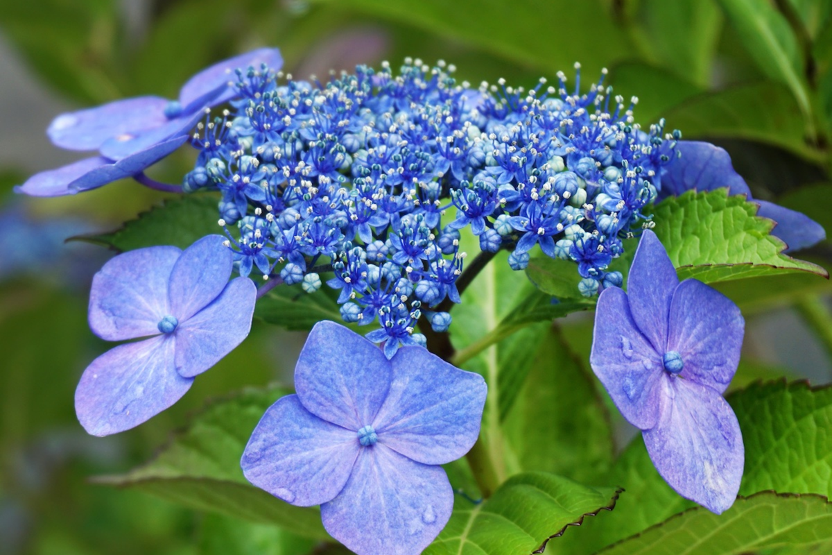 Chiffon Dream Hydrangea Seeds - Hydrangea macrophylla | 85 or 250 Non-GMO Seeds